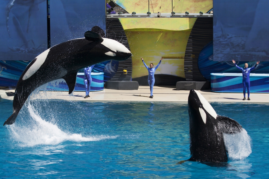 SeaWorld annule son spectacle avec les orques