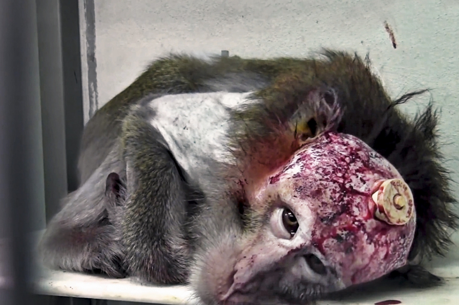 Expérimentation animale, une barbarie injustifiée 